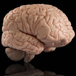 A model of the human brain.