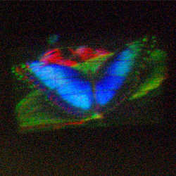 A hologram of a butterfly.