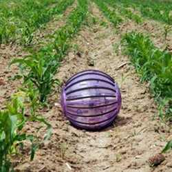 A working Rosphere at a maize crop. 