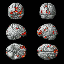 The average positions of brain regions used to identify emotional states.