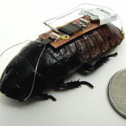 A roach wearing an electronic backpack.