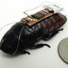Remotely Controlled Roaches Could Search For Survivors