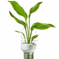 A plant growing from a compact flourescent bulb.