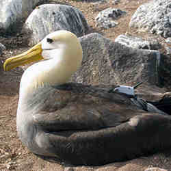 A Galapagos Albatross.