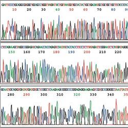 A genome sequence trace