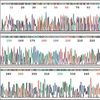 Research Update: Genome Editing Becomes More Accurate