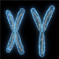 Pair of sex chromosomes