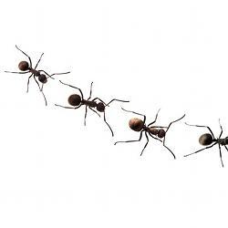 A line of ants.