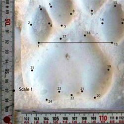 Tracking footprints