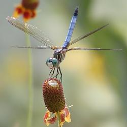 A dragonfly. 