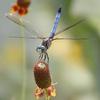 Dragonflies Can See By Switching 'on' and 'off'