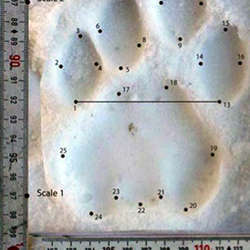 Measurements of an animal footprint. 