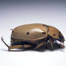 The grapevine beetle.