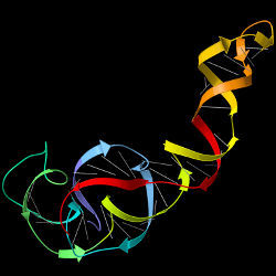 RNA ribbons