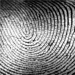 Fingerprint