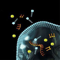 molecular systems