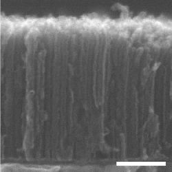 carbon nanotube forest