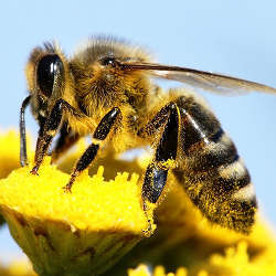 A honeybee at work.