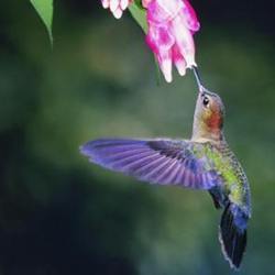 A hummingbird in flight. 