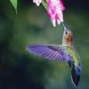 Google's 'hummingbird' Hatches New Search Formula