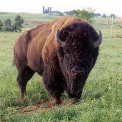 A bison.