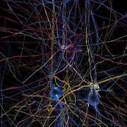 A simulated neuronal network showing 3D shapes of individual cells. 