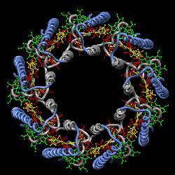 The light harvesting complex of a photosynthetic bacterium.