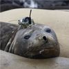 Seals Are Scientists' Little Helpers For Collecting Ocean Data
