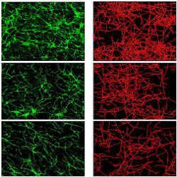 real and simulated blood vessels