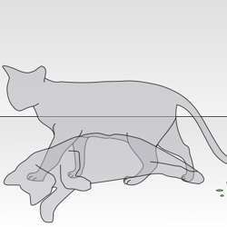 Schrdinger's cat is a famous illustration of the principle in quantum theory of superposition.