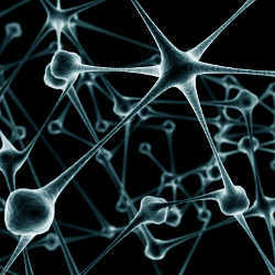 A biological neural network.