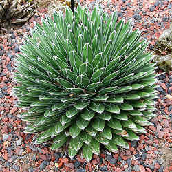 An agave plant, for which the Agave API was named.