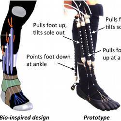 The active orthotic/robotic device that can achieve natural motions in a person's ankle.