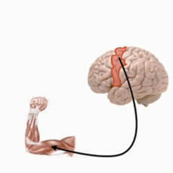 A simple view of how the brain connects to the arm. 