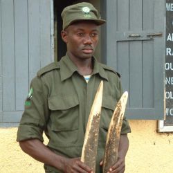 Uganda ranger with ivory