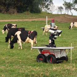 A robot herds cows.