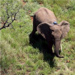 Elephant with tracking collar