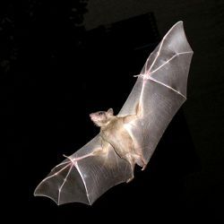 fruit bat in flight