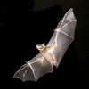 Bats Inspire 'micro Air Vehicle' Designs