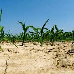 Crops in the field. 