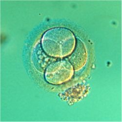 Embryo