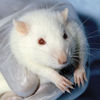 New Models in Cosmetics Replacing Animal Testing