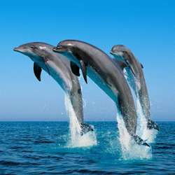 Jumping bottlenose dolphins.