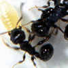 Ant Colonies Help Evacuees in Disaster Zones