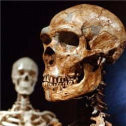 Reconstructed Neanderthal skeleton