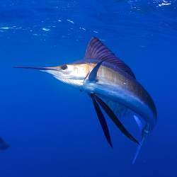 A sailfish.