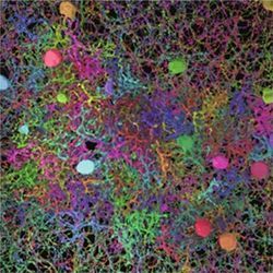 Neuron types in mouse retina