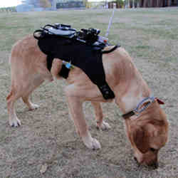 A dog wearing a Smart Emergency Response System harness. 