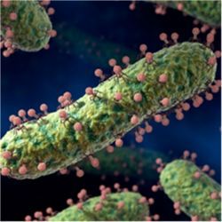 Virus infects bacterium