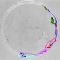 A group of ants, with color silhouettes showing each individuals past trajectory, extracted by idTracker. 